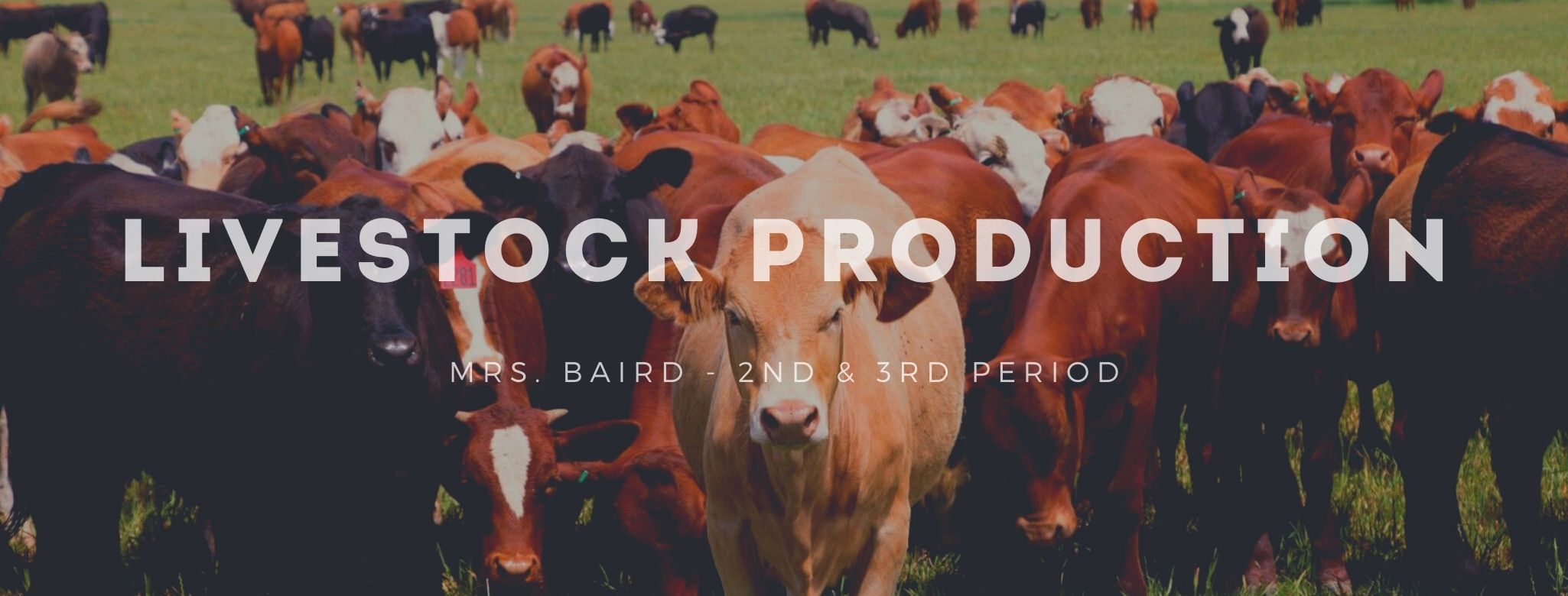 Bridgeland - Livestock Production
